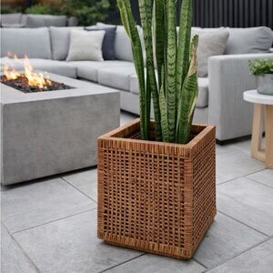 Woven Rattan Planter with Green Snake Plant